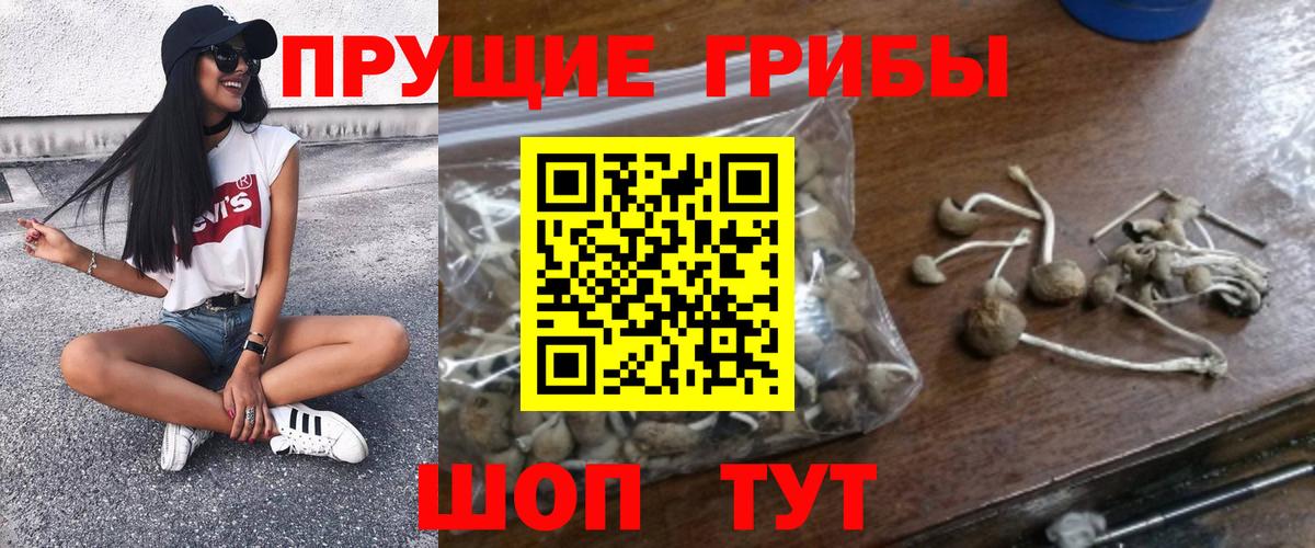 Псилоцибиновые грибы GOLDEN TEACHER Грязи